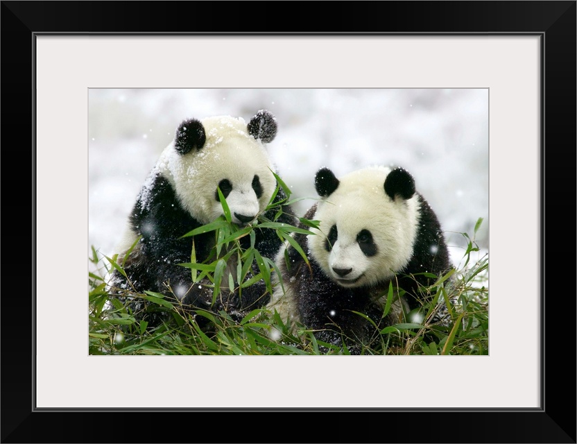 Two giant panda cubs (Ailuropoda melanoleuca) eat bamboo in snowfall in Wolong, Sichuan Province, China.