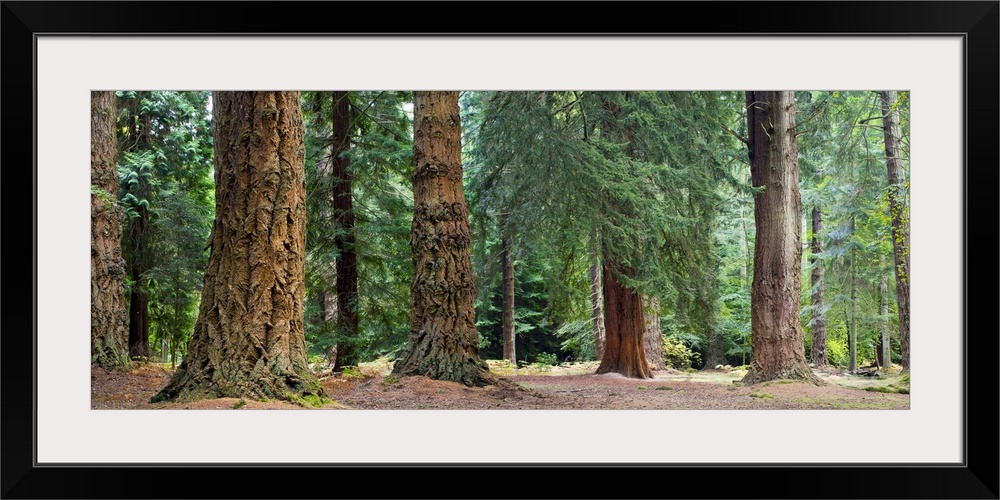 Giant Redwoods, California, USA