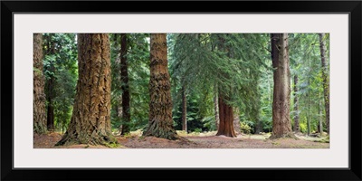 Giant Redwoods, California, USA