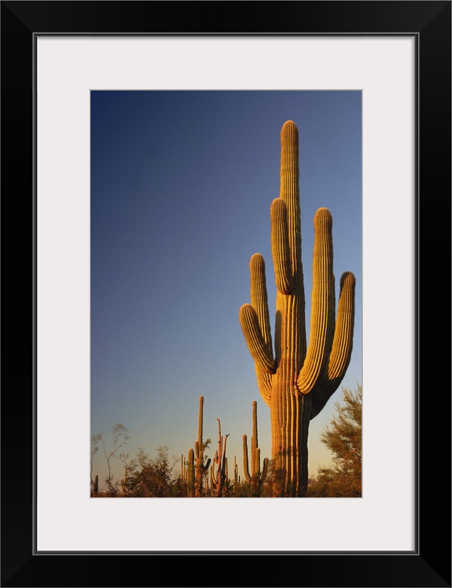 Giant Seguaro Cactus, Organ Pipe Nat'l. Monument, AZ, USA