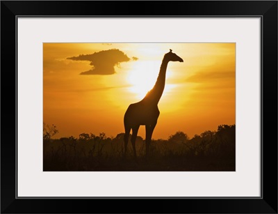 Giraffe of silhouette, masai mara.