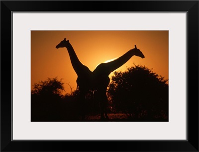Giraffe Pair Silhouetted at Dusk. Kruger National Park, South Africa