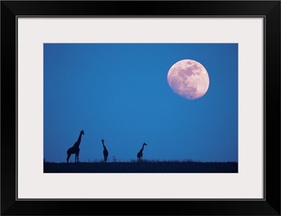 Giraffes at night with moon