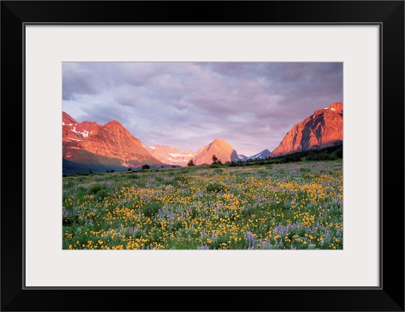 Blooming arnica and lupine at Glacier National Park near Many Glacier area.