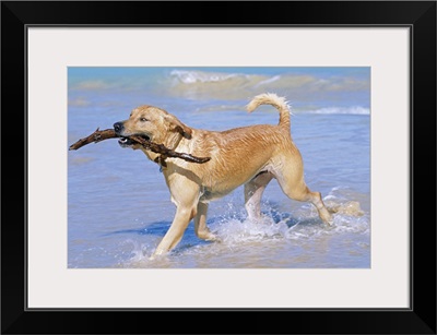 Golden Retriever on beach with stick