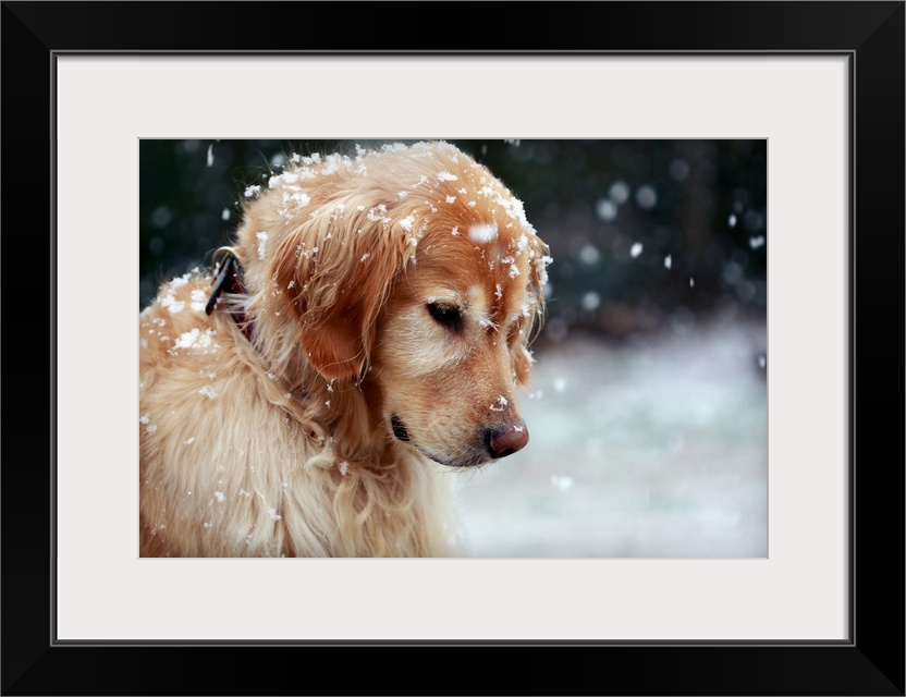 Close up of a Golden Retriever dusted by snowflakes, watching the gently falling snow in late Winter.