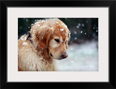 Golden Retriever puppy watching the snowflakes