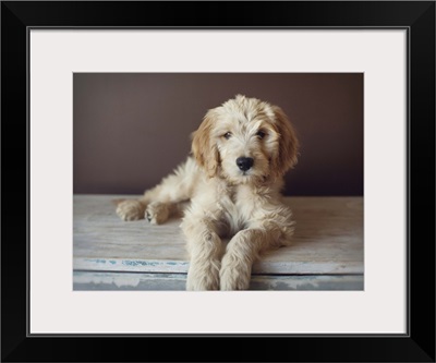 Goldendoodle laying a wooden table