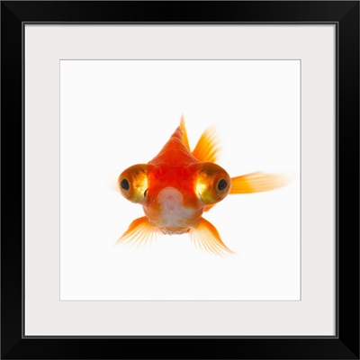 Goldfish with Big eyes