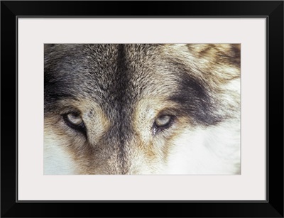 Gray wolf - Canis Lupus