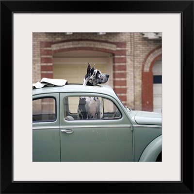 Great Dane sticking its head out of the sunroof of a Volkswagen