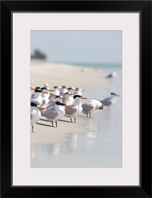 Group of terns on sandy beach in sanibel, florida.