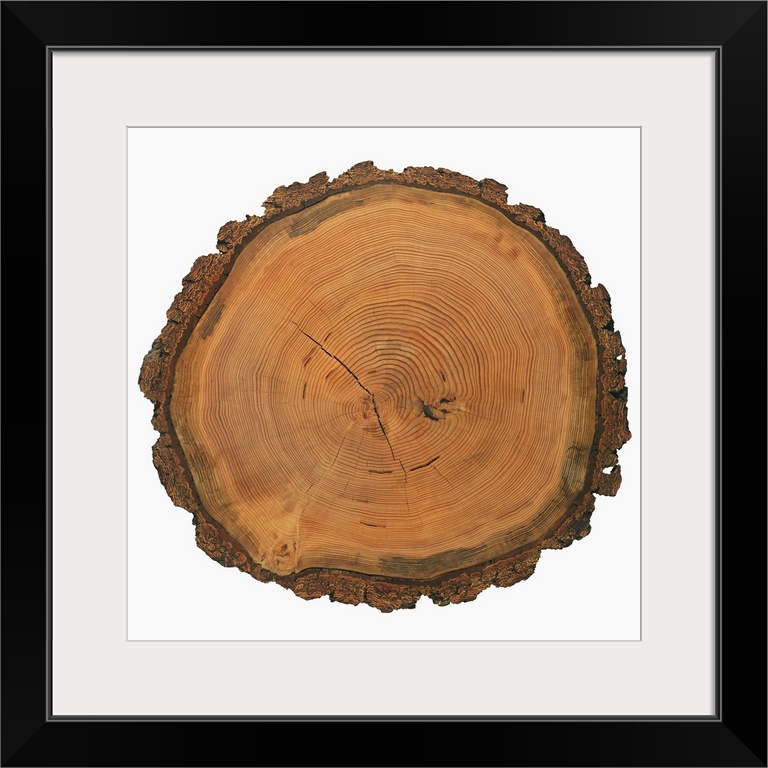 Growth rings of a tree