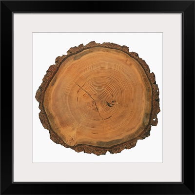 Growth rings of a tree