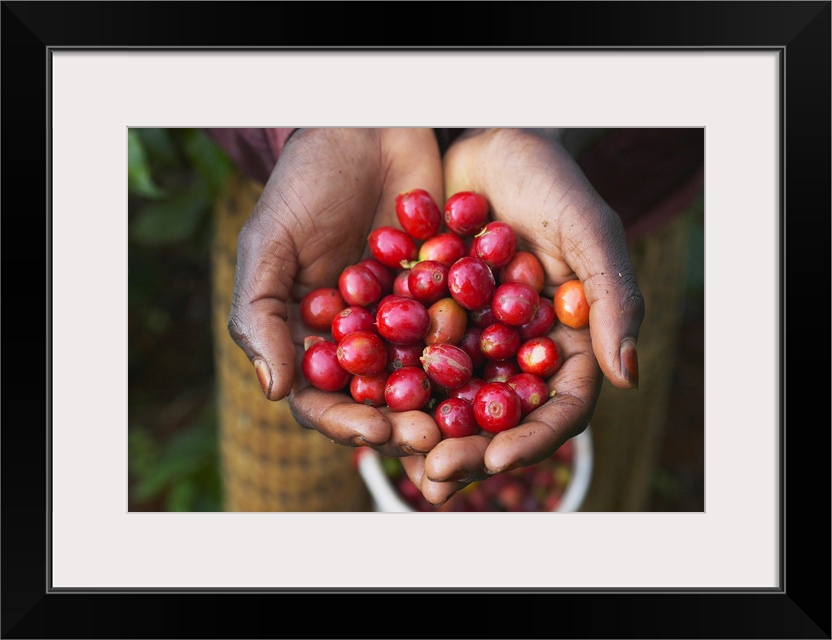 Woman's hands holding ripe Arabica coffee beans picked at Socfinaf's Oakland Estates coffee plantation.