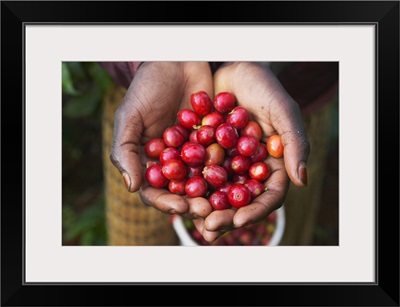 Handful Of Coffee Cherries