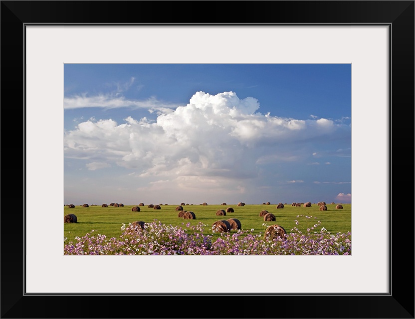 Harvest fields with cosmos flowers in foreground, South Africa