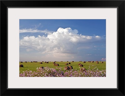 Harvest fields with cosmos flowers in foreground, South Africa