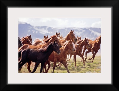 Herd of horses running in Fairplay , Colorado