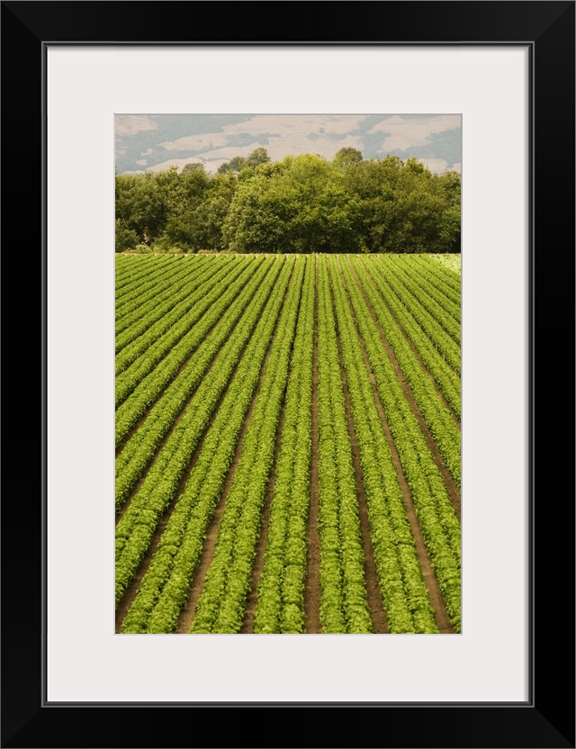 High angle view of a farm, California, USA