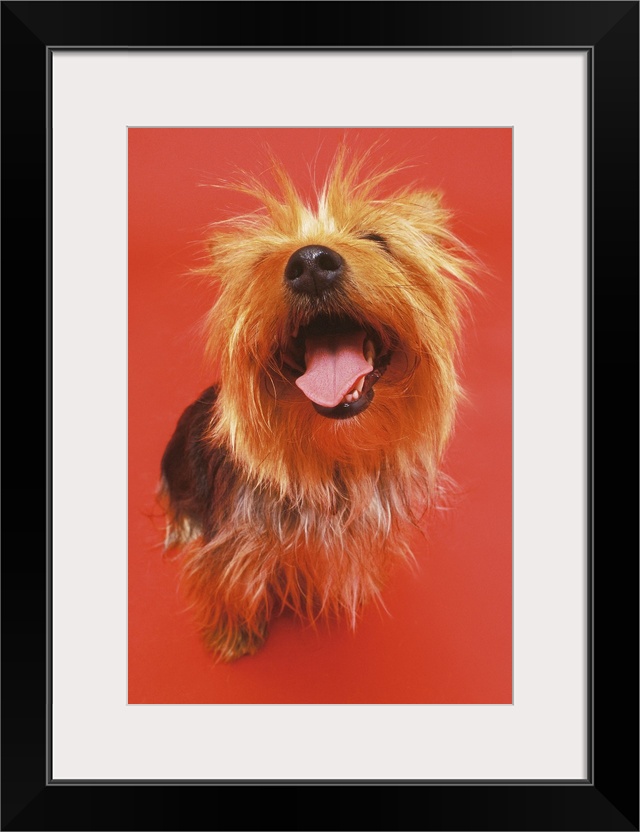 high angle view of a Yorkshire terrier sitting with its mouth open and looking up