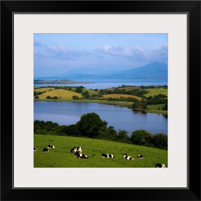 Holstein-Fresian Cattle, Bantry Bay, Co Cork, Ireland