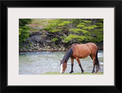 Horse grazing at river side.