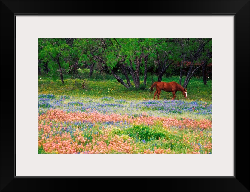 Horse Grazing In Field