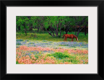 Horse Grazing In Field