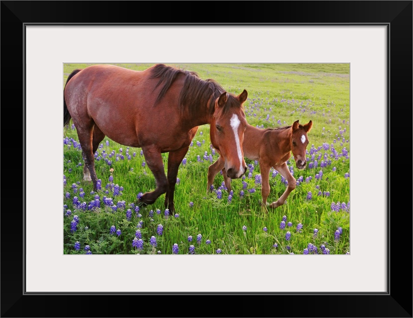 Oversized, horizontal photograph of  a horse and a baby  trotting through a field of bluebonnets in Texas.