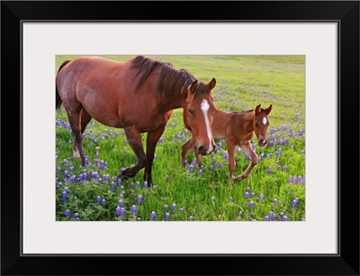 Horse on bluebonnet trail near Ennis, TX.