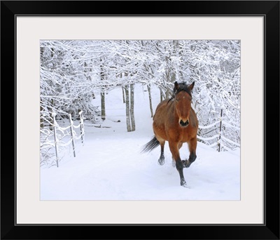 Horse trotting through fresh snow-covered scenery