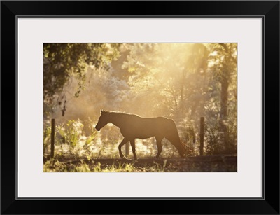 Horse underneath canopy of trees in forest running along fence, backlit by sunset.