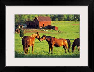 Horses grazing in sunny pasture