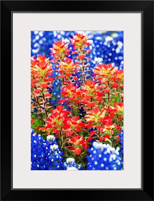 Indian Paintbush And Bluebonnet Flowers