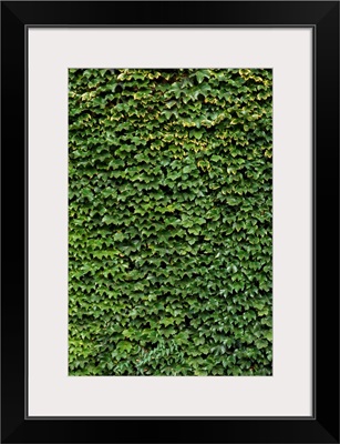 Ivy on a Wall