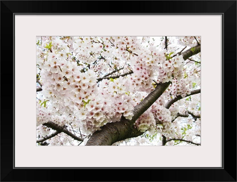 Bunches of Japanese cherry blossoms hanging over the branch of the tree.