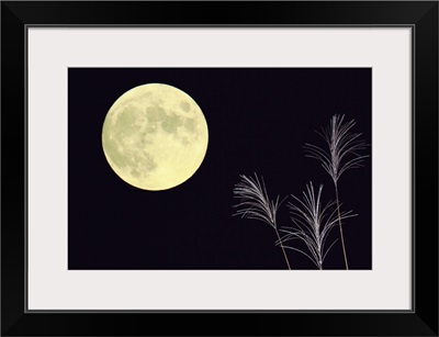 Japanese pampas grass and the moon