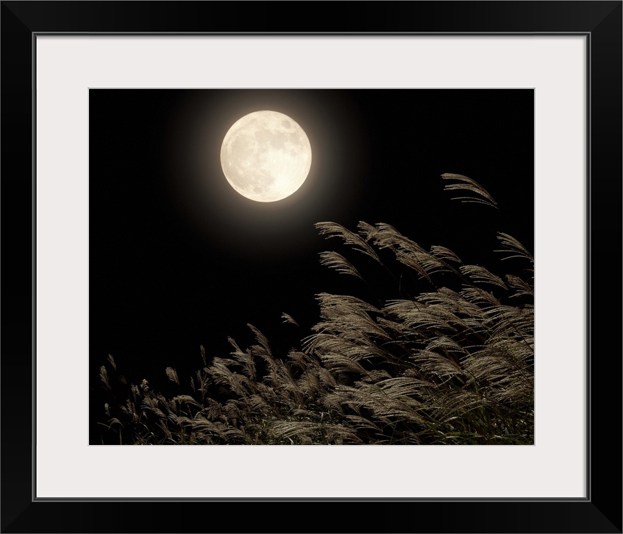 Japanese pampas grass under moon