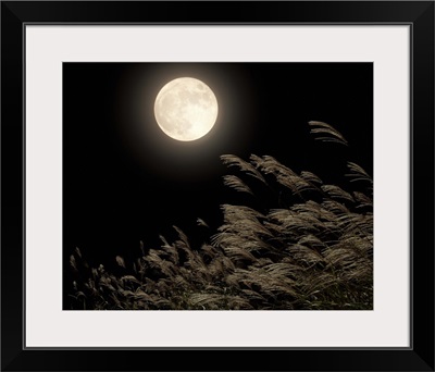 Japanese pampas grass under moon