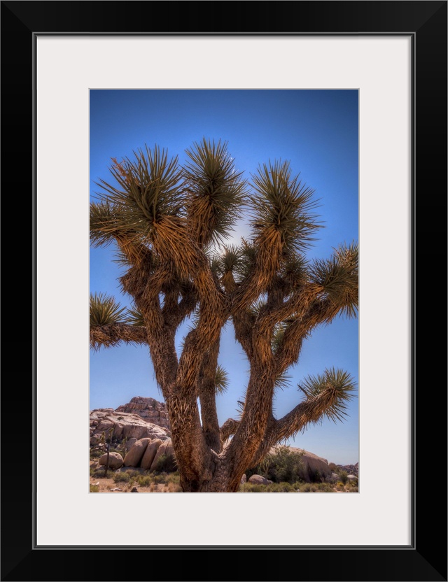 Joshua tree in desert with blue sky at Barker Dam.