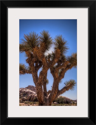 Joshua Tree