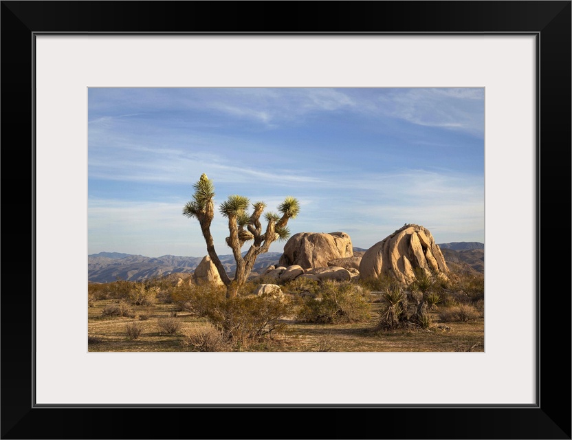 A daytime view of a Joshua Tree and boulders in Joshua Tree National Park