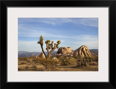 Joshua Tree and boulders in desert scene.