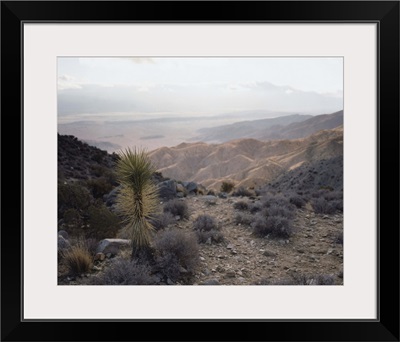 Joshua Tree and Horizon