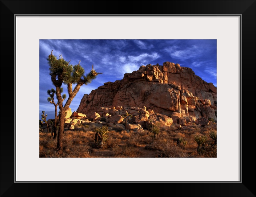 Morning sunrise of a Joshua Tree and a large rock pile