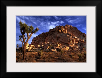 Joshua Tree and Rock Pile