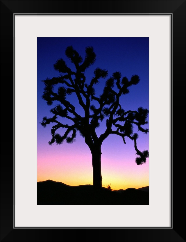 Joshua Tree (Yucca brevifolia) at sunset, Joshua Tree NP, California