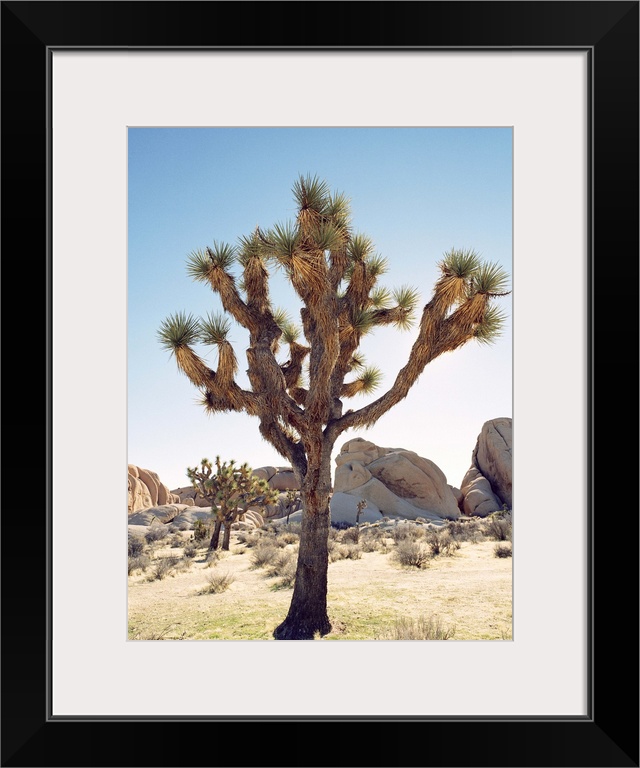 USA,California,Joshua Tree National Park