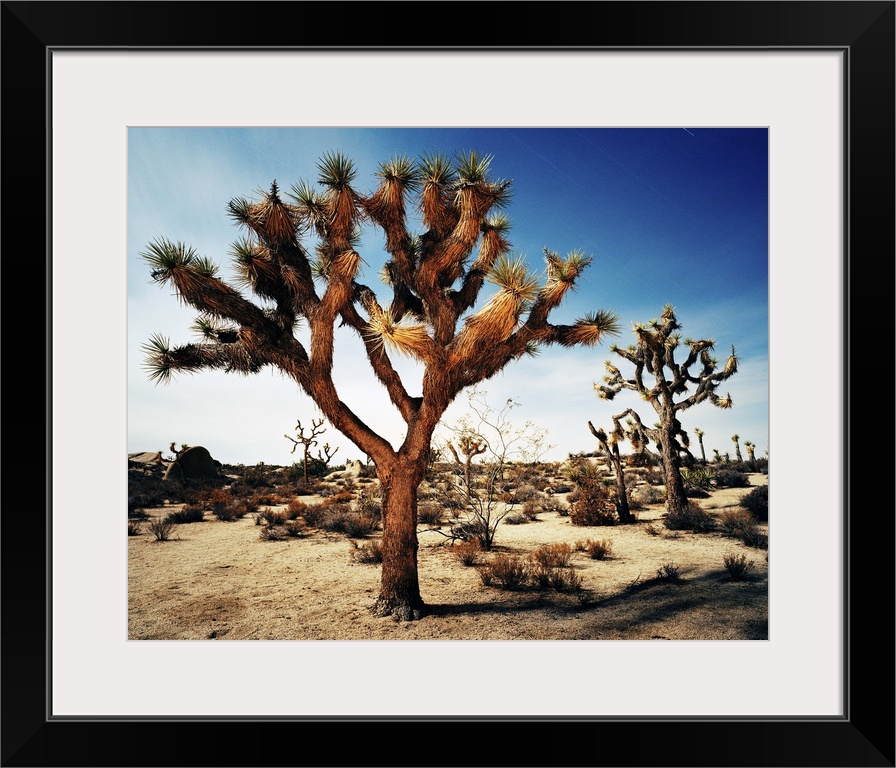 USA,California,Joshua Tree National Park,Long exposure at night with star trails